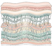 Salon de All-Layer
